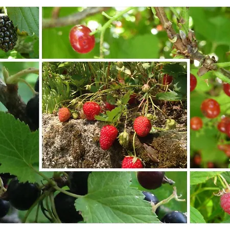 فندق مبيت وإفطار A L'ombre Du Tilleul 3*