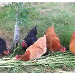 Bed and breakfast A L'ombre Du Tilleul