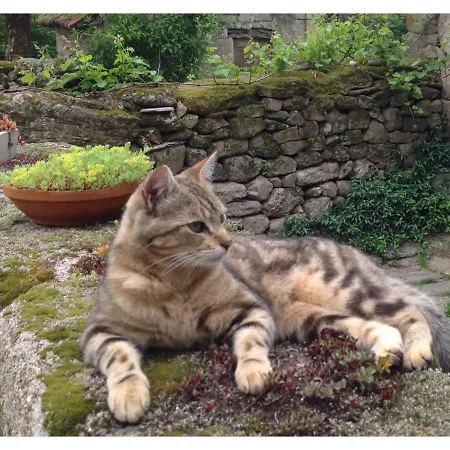 A L'ombre Du Tilleul 住宿加早餐酒店 Comiac