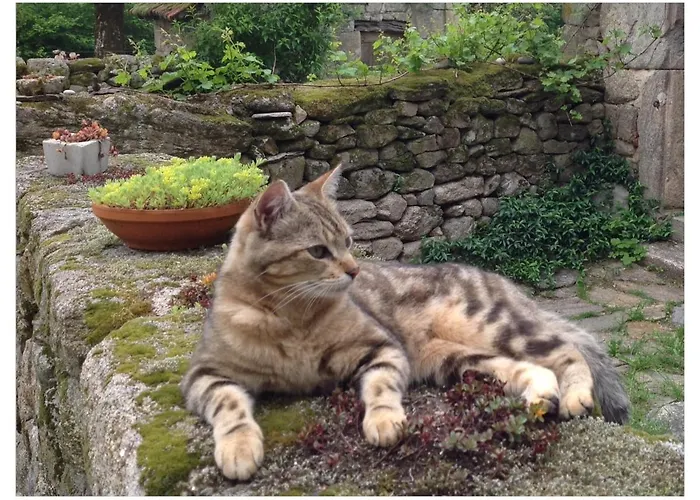 A L'ombre Du Tilleul Bed and Breakfast Comiac