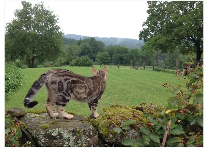 A L'ombre Du Tilleul 3* Comiac