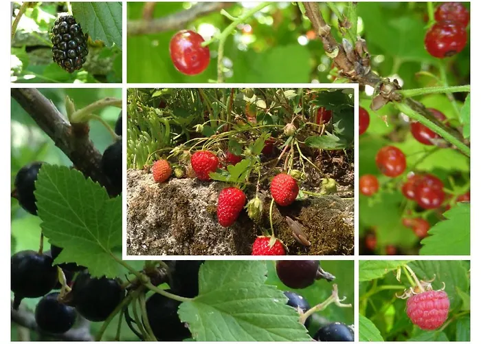 Bed and Breakfast A L'ombre Du Tilleul 3*