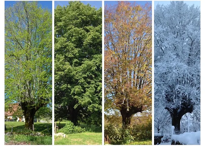 A L'ombre Du Tilleul Bed and Breakfast Comiac