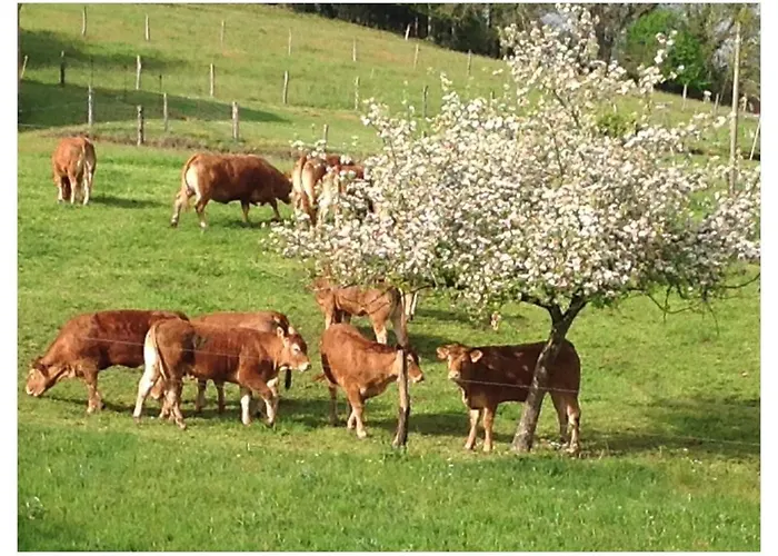 A L'ombre Du Tilleul Bed and Breakfast Comiac